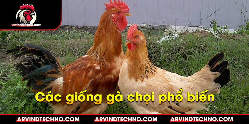các giống gà chọi phổ biến