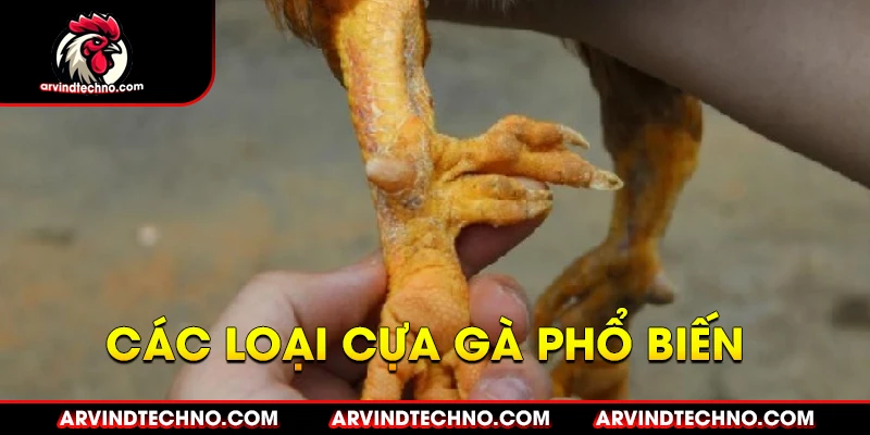 Các Loại Cựa Gà Phổ Biến