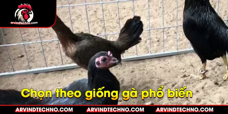 Giống gà đá phổ biến để đúc giống