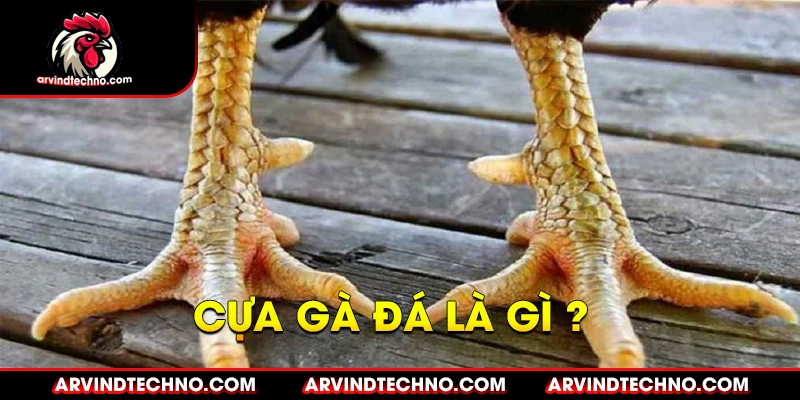 Cựa Gà Là Gì?