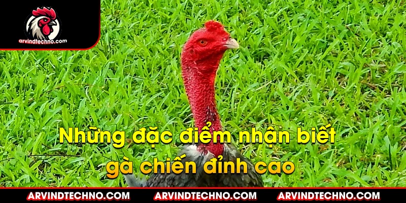 Những đặc điểm nhận biết gà chiến đỉnh cao