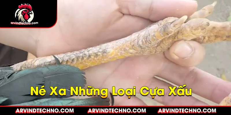 Né Xa Những Loại Cựa Xấu