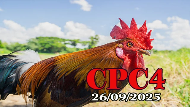 Video đá gà C4 hôm nay ngày 26/09/2025