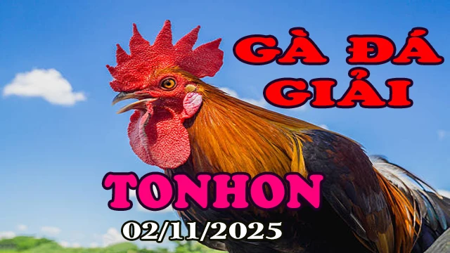 Clip phát lại đá gà giải Tonhon hôm nay 02/11/2025