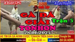 Gà Đá Giải TONHON Trận 5: A. Đuôn CPC vs A. Lưu Huỳnh 3.5kg