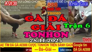 Gà Đá Giải TONHON Trận 6: A. Út 30 vs A. Hắc Coca 3.5kg