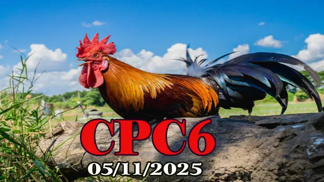 Xem clip đá gà trực tiếp CPC6 hôm nay 05/11/2025 phát lại