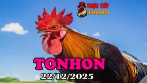 Xem clip đá gà Tonhon trực tiếp ngày 22122025