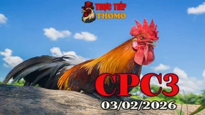 Trực tiếp đá gà Thonmo CPC3 ngày 03022026 full trận