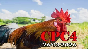 Full Video Xem Lại Đá Gà CPC4 Ngày 26032026