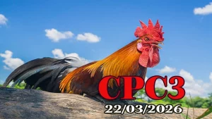 Video clip đá gà trực tiếp CPC3 ngày 22032026