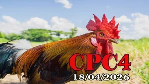 Full Clip Đá Gà CPC4 Ngày 18042026