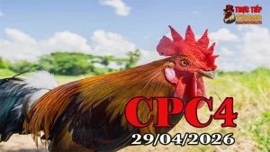 Tổng hợp clip đá gà trực tiếp CPC4 ngày 29042026